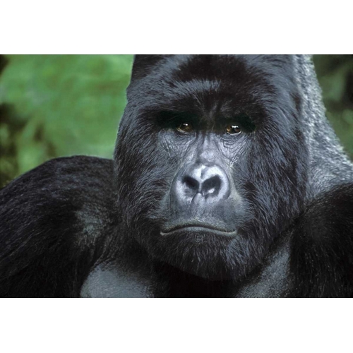 Zaire, Virungas NPSilverback mountain gorilla